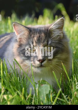 Nahaufnahme auf dem Gesicht einer grauen reinrassigen sibirischen Katze Stockfoto