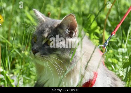 Graue reinrassibirische Katze auf einer Schnur im Freien auf einem Grasfeld Stockfoto