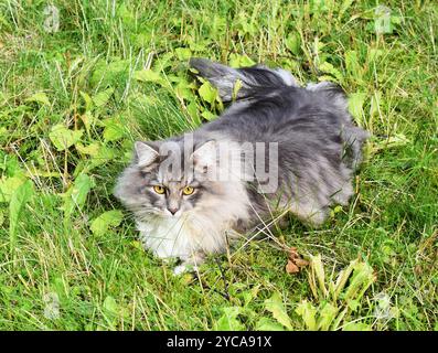 Graue reinrassige sibirische Katze draußen auf einem Grasfeld Stockfoto