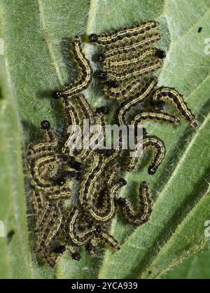 Larven des Schildpatt-Schmetterlings Aglais urticae, die sich an Brennnesselblatt fressen Stockfoto