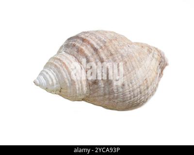 Leere Schale von Hundeschnecke Nucella Lapillus isoliert auf weißem Hintergrund Stockfoto