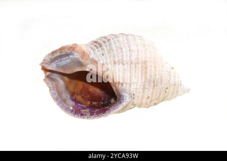 Leere Schale von Hundeschnecke Nucella Lapillus isoliert auf weißem Hintergrund Stockfoto