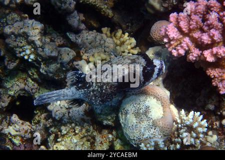 Maskierter Kugelfisch schwimmt im roten Meer Stockfoto