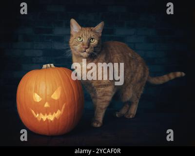 Rote Katze neben einem Halloween-Kürbis, der vor der Kamera lustig ist. Stockfoto