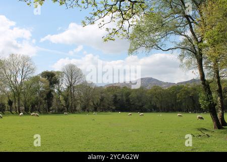 Blick während eines Spaziergangs in Killarney, Irland Stockfoto