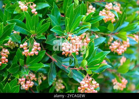 Arbutus unedo f. rubra pink, besser bekannt als Strawberry Tree, England, Großbritannien Stockfoto