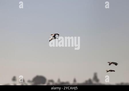 Zwei Paare ägyptischer Gänse im Flug über den Fluss Douro, nördlich von Portugal. Frühes Auftauchen. Stockfoto