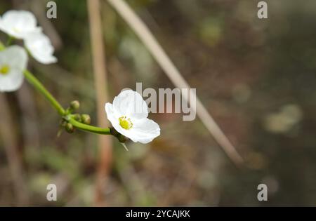 Kriechender Burhead oder Echinodorus cordifolius Seerosenblüte im Wasser Stockfoto