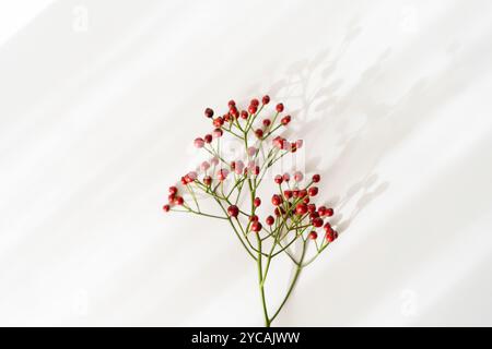 Zarter Zweig kleiner roter Beeren mit dünnen grünen Stielen auf weißem Hintergrund mit Schatten. Draufsicht. Kopierbereich Stockfoto