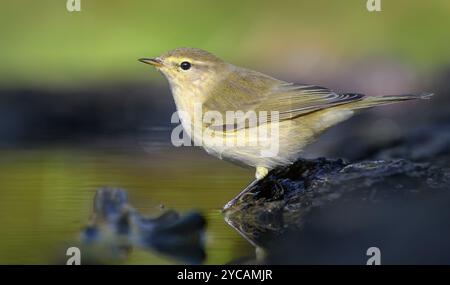 Herrlicher gemeiner Chiffchaff (Phylloscopus collybita), der hell im Kaltwasserteich vor dem Bad während der Herbstwanderung aussieht Stockfoto