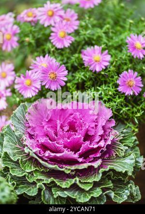 Wunderschöner dekorativer Grünkohl in Lavendel mit Regentropfen in der Morgenbeleuchtung im Herbst Hüttengarten. Gartenkonzept. Stockfoto