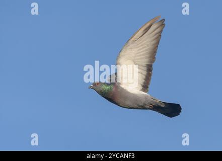 Erwachsene Felstaube (Columba Livia), die in blauem Himmel mit gestreckten Flügeln und Schwanz hochfliegt Stockfoto