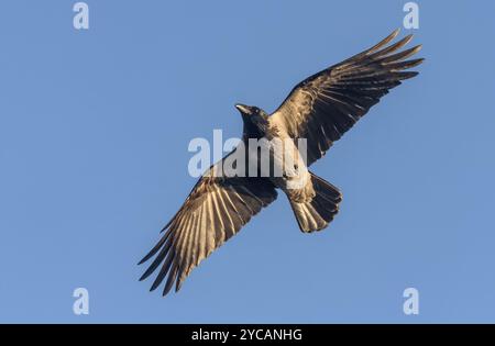 Die gewagte Kapuzenkrähe (Corvus corone cornix) fliegt in blauem Himmel mit gestreckten Flügeln herum Stockfoto