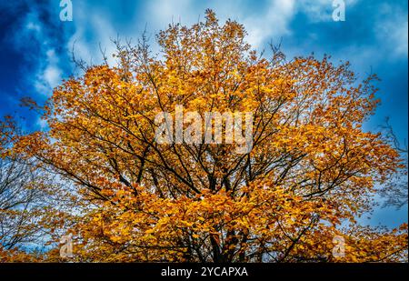 Herbstfärbung Stockfoto