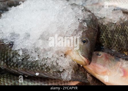 Ganze, gefrorene Fische liegen in rasierten Eisbehältern und werden auf Machane Yehuda, Jerusalems traditionellem Lebensmittelmarkt, verkauft. Stockfoto