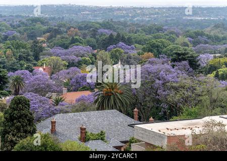 Johannesburg. Oktober 2024. Dieses Foto vom 22. Oktober 2024 zeigt blühende Jacarandabäume in Johannesburg, Südafrika. Quelle: Shiraaz Mohamed/Xinhua/Alamy Live News Stockfoto