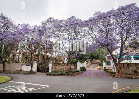 Johannesburg. Oktober 2024. Dieses Foto vom 22. Oktober 2024 zeigt blühende Jacarandabäume in Johannesburg, Südafrika. Quelle: Shiraaz Mohamed/Xinhua/Alamy Live News Stockfoto