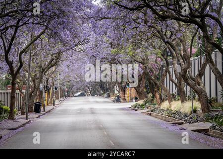 Johannesburg. Oktober 2024. Dieses Foto vom 22. Oktober 2024 zeigt blühende Jacarandabäume in Johannesburg, Südafrika. Quelle: Shiraaz Mohamed/Xinhua/Alamy Live News Stockfoto