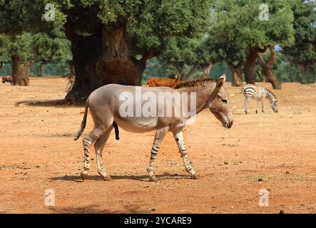 Zebroid Männchen spazieren während der goldenen Lichtzeit. Ein Zebroid ist der Nachwuchs der Kreuzung zwischen Zebra und Esel Stockfoto