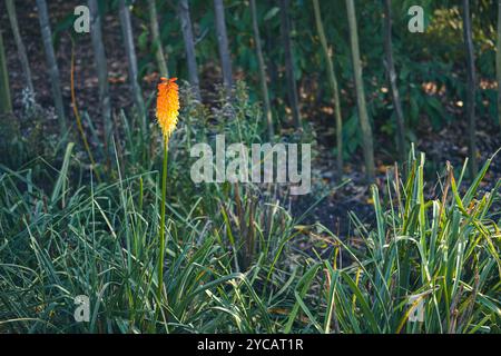 Eine leuchtende, rot-heiße Pokerblume, oder Kniphofia, steht hoch inmitten von üppig grünem Laub in einem sonnendurchfluteten Garten mit feuriger orange-gelber Blüte Stockfoto