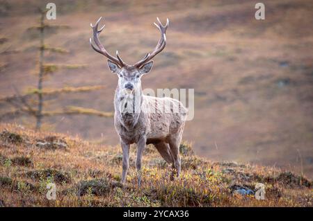 Ein herbstliches HDR-Bild von einem schottischen Rothirsch, Cervus Elephus, Scoticus auf den Hügeln von Eifer, Schottland. 14. Oktober 2024 Stockfoto