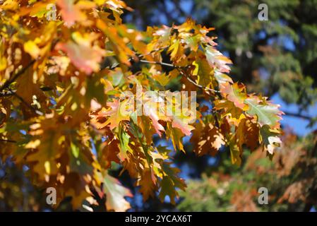 Herbstlaub auf dem Baum Stockfoto