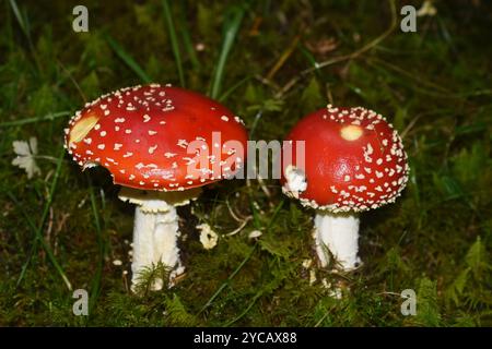 Zwei Rotfliege-Amanita-Muscaria-Pilze in einem Wald Stockfoto