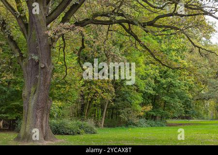 Majestätische alte Eiche in einem friedlichen Park mit üppig grünem Gras und Waldkulisse an einem ruhigen Herbsttag. Konzept der Ruhe und der Landschaft im Freien Stockfoto