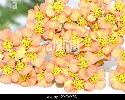 Nahaufnahme der orangen Schafgarbenblüten achillea millefolium Stockfoto