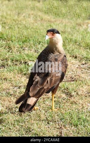 Die auf dem Boden sitzende Caracara plancus Stockfoto