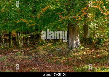 Frühherbst in Dalton bei Burton-in-Kendal, Cumbria Stockfoto