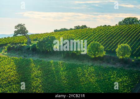 Landschaft der Weinberge Morellino di Scansano und einige Bäume im Herbst. Im Hintergrund das Dorf Montiano. Maremma, Provinz Grosse Stockfoto