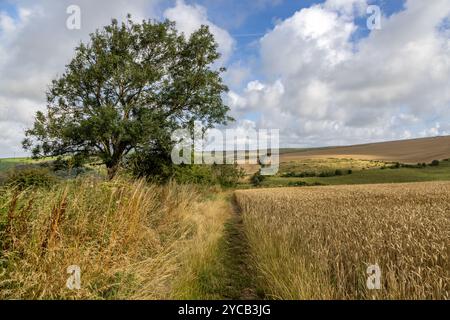 Ein Pfad, der an einem sonnigen Sommertag entlang von Ackerland in den South Downs verläuft Stockfoto