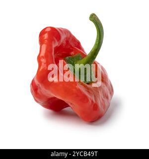 Einzelner frischer roher Scotch Bonnet Pfeffer Nahaufnahme isoliert auf weißem Hintergrund Stockfoto