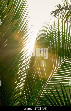 Sonnenstrahlen durchdringen die grünen Blätter der Palmenwedel und schaffen eine ruhige tropische Kulisse. Stockfoto