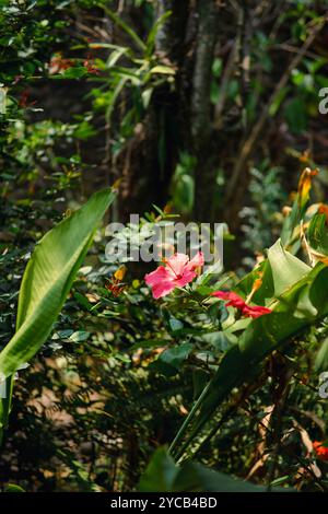 Eine leuchtende rosa Hibiskusblüte blüht in einer üppigen tropischen Umgebung, umgeben von verschiedenen grünen Blättern und Pflanzen. Stockfoto