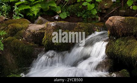 Ein schwer fassbarer Wasserlöffel ruht auf moosigen Felsen neben einem kleinen Wasserfall, umgeben von üppigem Grün in einem ruhigen natürlichen Lebensraum. Stockfoto