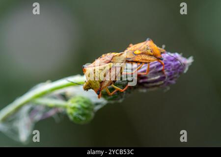 Zwei mediterrane Schildkäfer, Carpocoris mediterraneus, paarend auf einem Lavendelblütenstamm mit verschwommenem Hintergrund Stockfoto