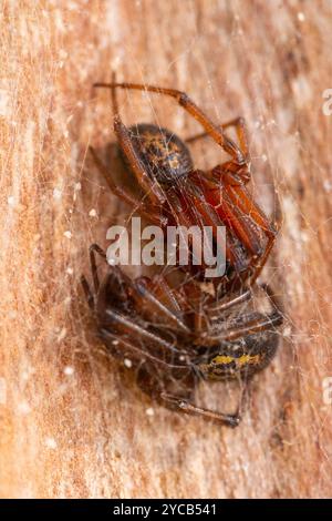 Makroaufnahme mit zwei springenden Spinnen, die in einem filigranen Netz gefangen sind und komplizierte Details und natürliche Farben betonen Stockfoto