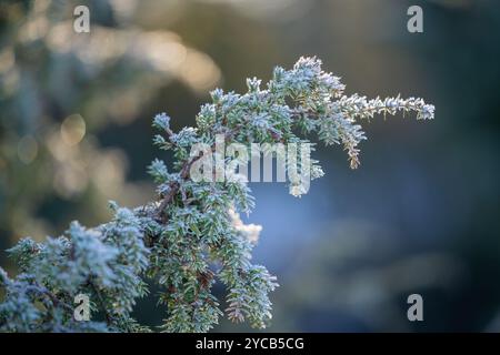 Frost bedeckte den Zweig des wacholders (Juniperus communis) vor unscharfem Hintergrund. Winter. Winterwetter. Weichzeichner. Stockfoto