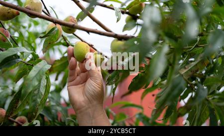 Eine Nahaufnahme der Hand einer Person, die einen Reifen Pfirsich aus einem Baumzweig auswählt, umgeben von leuchtend grünen Blättern in einem sonnendurchfluteten Obstgarten Stockfoto