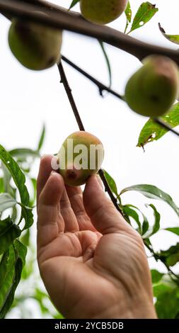 Nahaufnahme einer Hand, die sanft einen frischen Pfirsich aus einem Baumzweig pflückt, mit Blättern und anderen Pfirsichen im Hintergrund Stockfoto