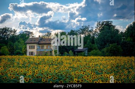 Eine friedliche Szene im ländlichen Genf mit einem traditionellen Bauernhaus vor einem lebhaften Sonnenblumenfeld unter einem dramatischen Sommerhimmel Stockfoto