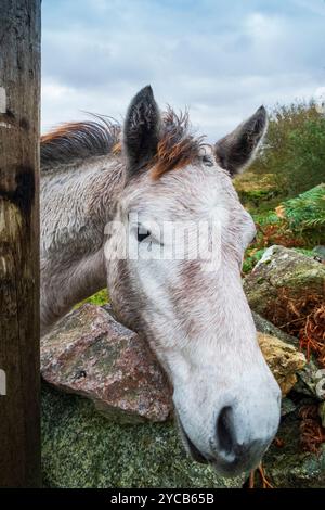 Connemara Pony, Irland. Stockfoto