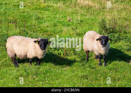 Schwarzes Schaf, Connemara, Irland. Stockfoto