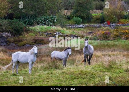 Connemara Pony, Irland. Stockfoto