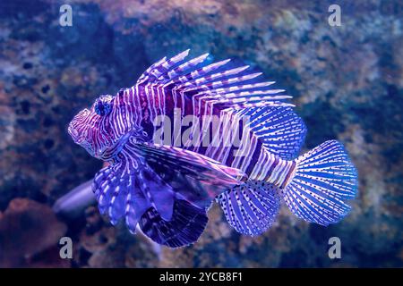 Rotfeuerfische (Pterois volitans), Aquarium, Odysseo Oceanarium Mauritius, Showaquarium, großes Aquarium, Altstadt, Port Louis, Indischer Ozean, Insel, Maurit Stockfoto