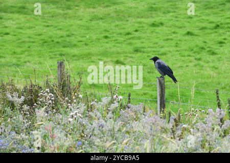 Kapuzenkrähe sitzt auf einem Zaunpfosten in Sutherland im Norden Schottlands. Stockfoto