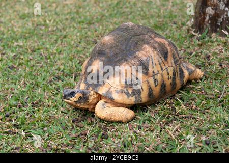 Strahlschildkröte (Astrochelys radiata, Syn.: Geochelone radiata), Le Domaine de Saint Aubin, Zuckerfabrik, Rum, Indischer Ozean, Insel, Mauritius, Afr Stockfoto