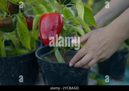 Frau Hand hält eine Topfpfeffer-Pflanze mit frisch gepflückten roten Paprika, die die Gartenarbeit und die Bio-Ernte unterstreicht. Stockfoto
